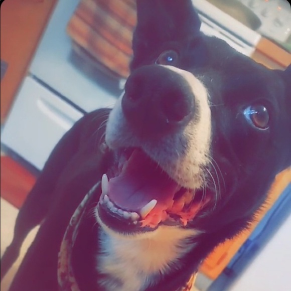 Meet your Posher, Brittany - Picture 2 of 2